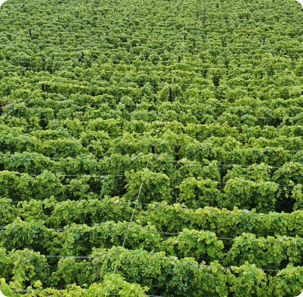 Green hops field