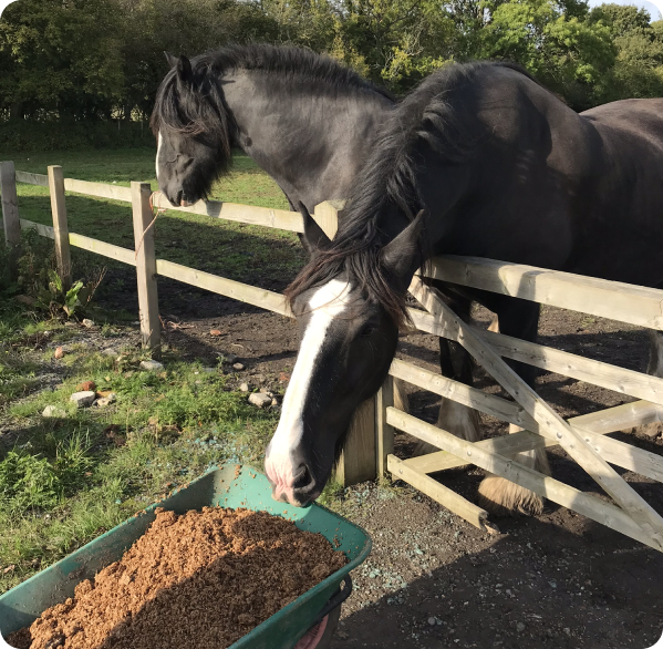 Horse eating
